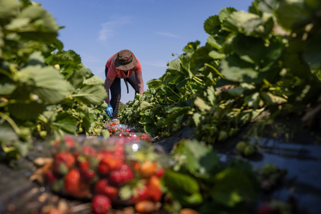 Fraises