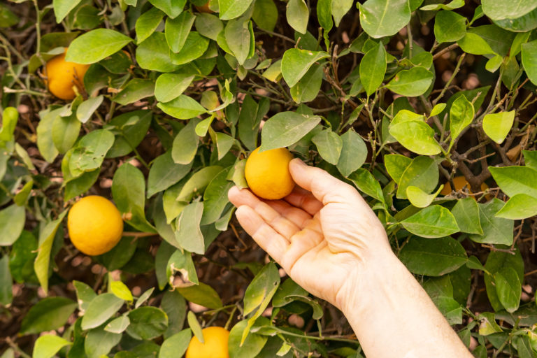 Vérification des oranges