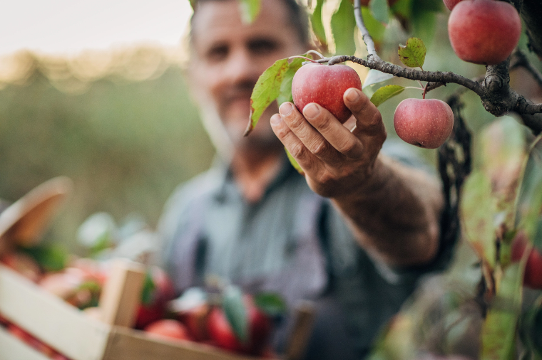 Homme cueillant une pomme