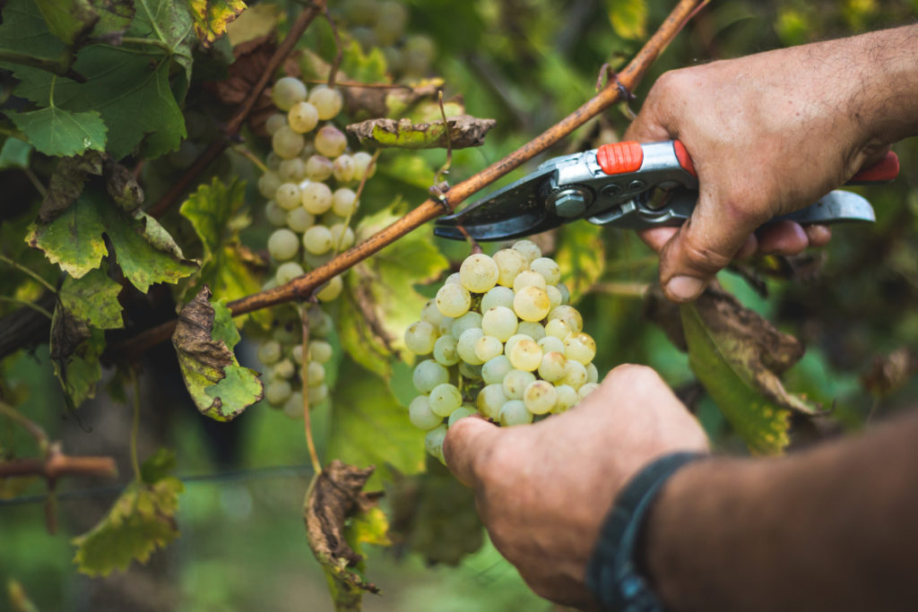 Récolte dans les vignes