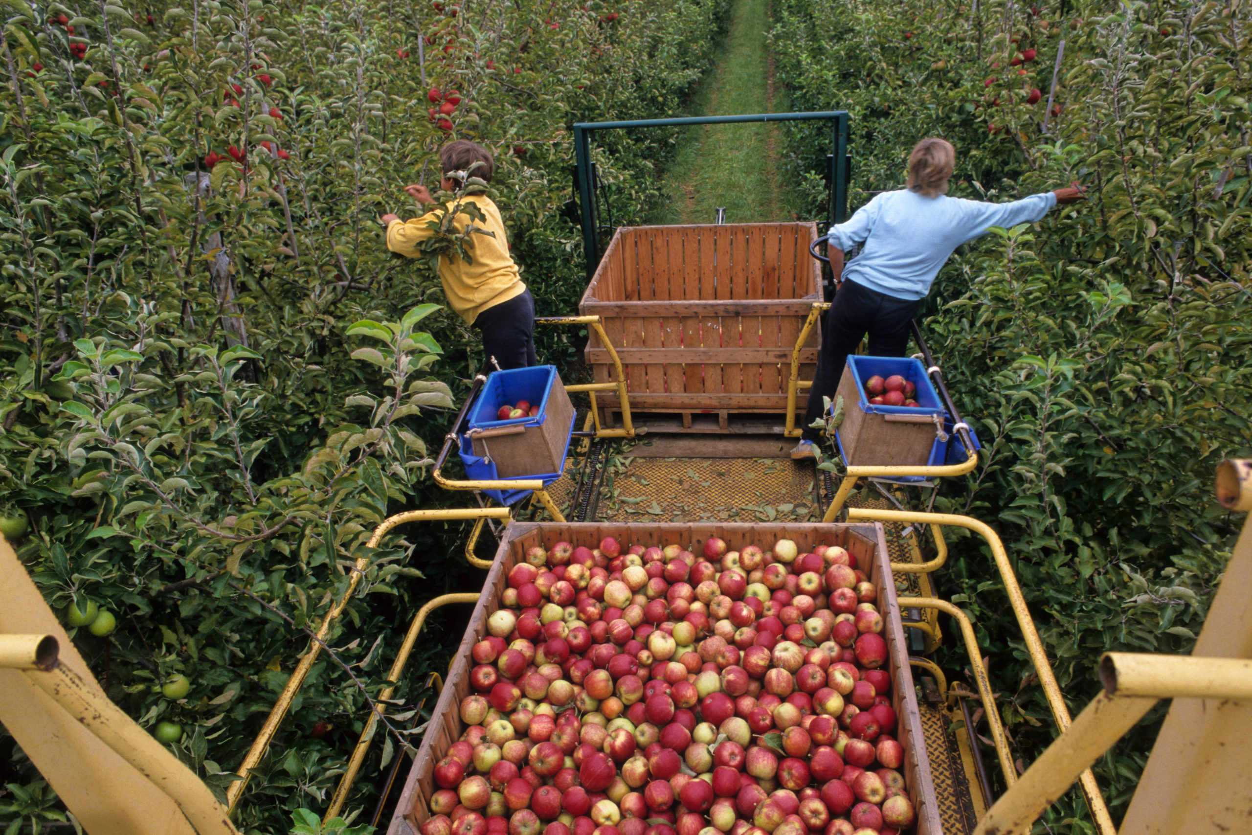 Récolte des pommes