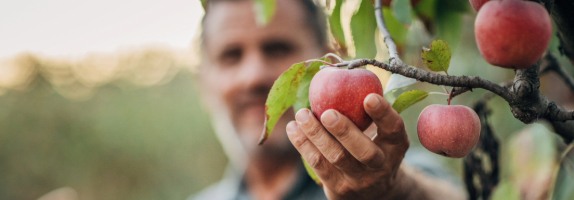 Cueillette de pomme