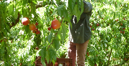 Récolte fruit